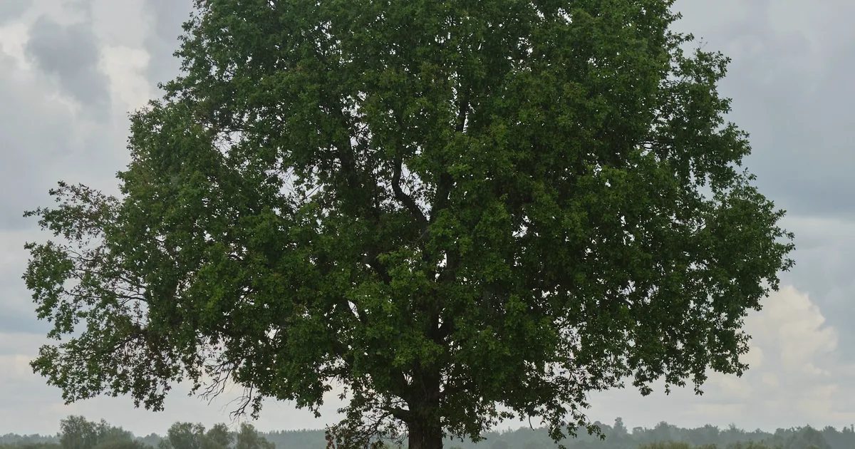 Chêne isolé au milieu d’une prairie, sous un ciel nuageux