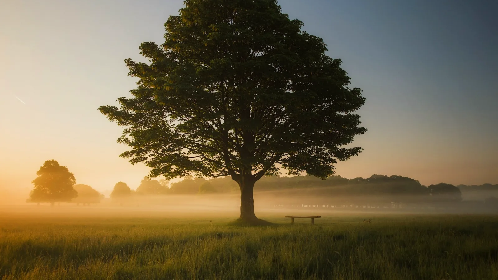 Grand arbre isolé dans un champ embrumé, au lever du soleil